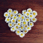 Healing the Heart Elevated Emotions