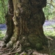 Yoga in Welwyn
