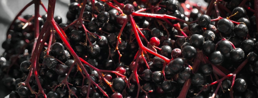 Elderberry Oxymel